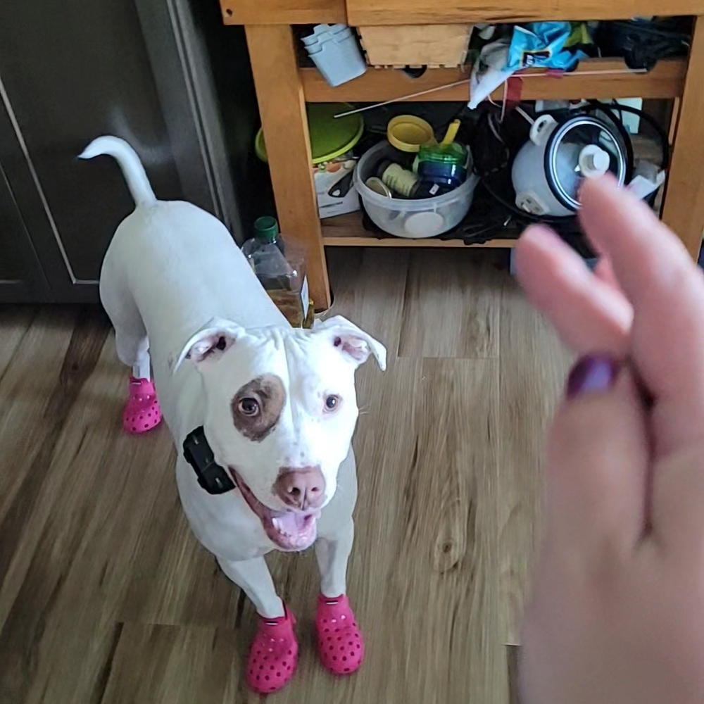 Pink Dog Clogs - Picture 6 of 6